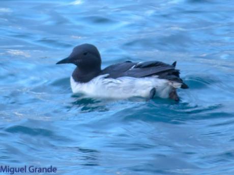 VUELTA POR EL CANTÁBRICO-ARAOS Y COLIMBO ÁRTICO