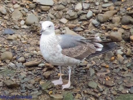 VUELTA POR EL CANTÁBRICO-ARAOS Y COLIMBO ÁRTICO