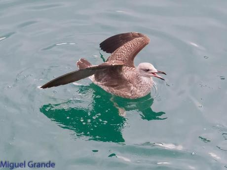 VUELTA POR EL CANTÁBRICO-ARAOS Y COLIMBO ÁRTICO