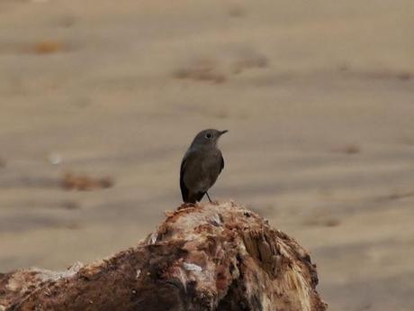 Los colirrojos se dispersan