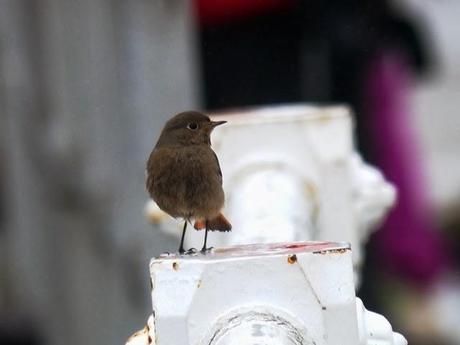 Los colirrojos se dispersan