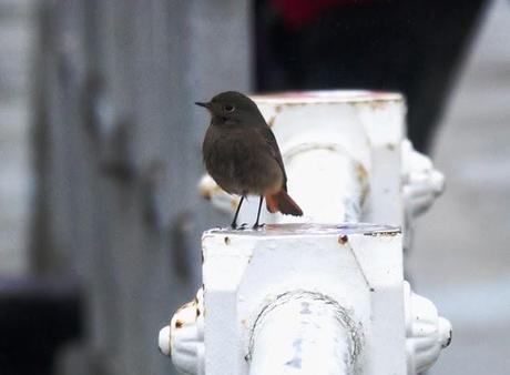 Los colirrojos se dispersan