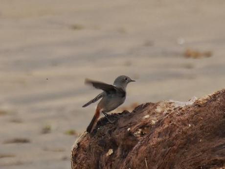 Los colirrojos se dispersan