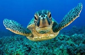 ¡SOS, tortugas marinas en extinción!