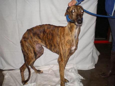 Chanel, del infierno de Mairena a una vida mejor, ahora busca hogar. (SEVILLA)