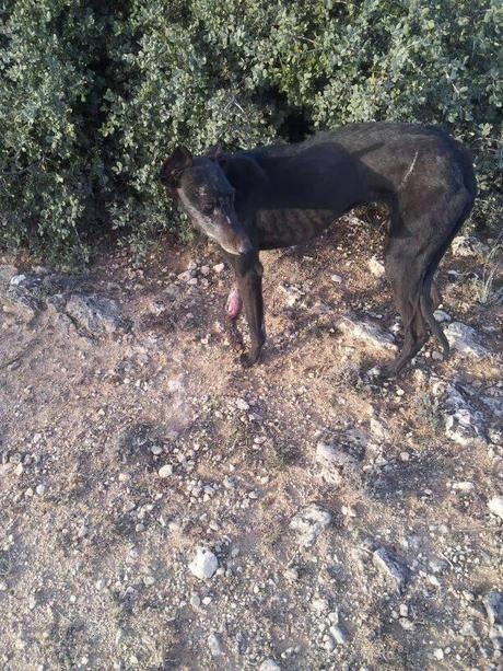 BIBI, OTRA VICTIMA MÁS, NECESITA AYUDA...