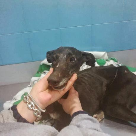 BIBI, OTRA VICTIMA MÁS, NECESITA AYUDA...