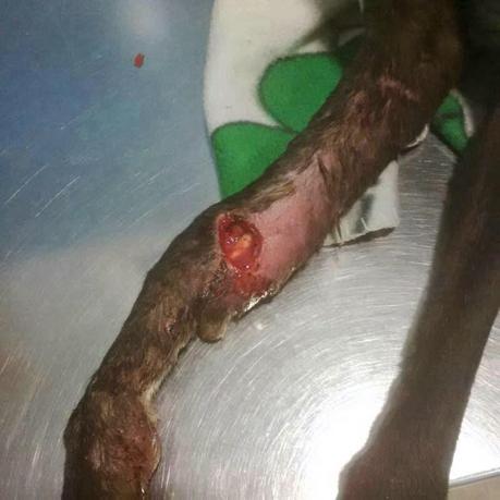 BIBI, OTRA VICTIMA MÁS, NECESITA AYUDA...