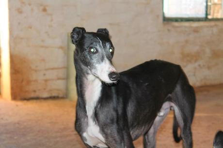 CORSO, UN SUMA Y SIGUE A LA LISTA DE GALGOS DESECHADOS. (SALAMANCA)