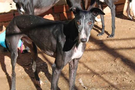 CORSO, UN SUMA Y SIGUE A LA LISTA DE GALGOS DESECHADOS. (SALAMANCA)