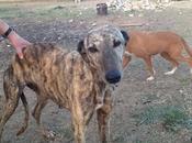 Urgente casa acogida para tana. (sevilla)