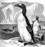 El triste fin del último pingüino