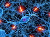 ¿sabías neuronas crean durante toda vida?