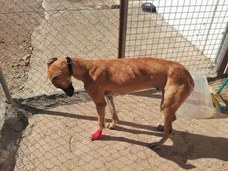 TAJO, Galgo muy noble y bueno, recogido con herida en una patita. GPAR.