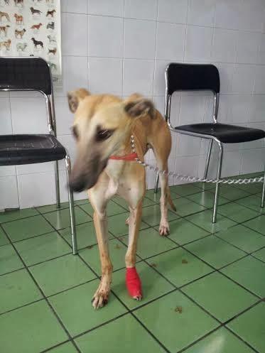 TAJO, Galgo muy noble y bueno, recogido con herida en una patita. GPAR.