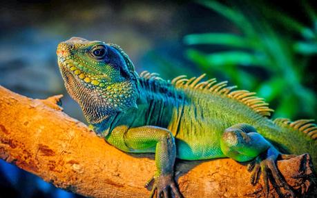 Iguana verde: cuidados y nombres para tu mascota. Iguana verde