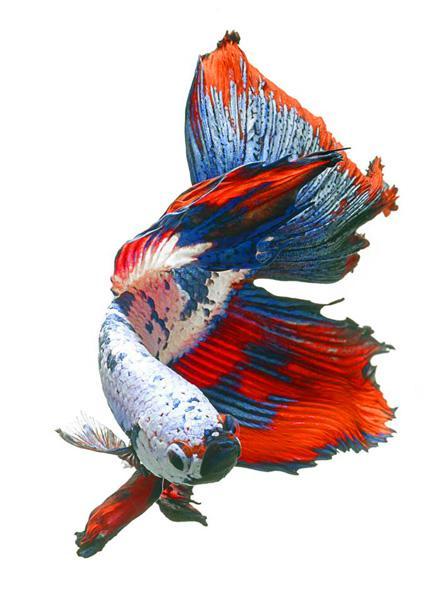 Luchador de Siam (Betta splendens) de la serie “Siamese fighting fish”, de Visarute Angkatavanic