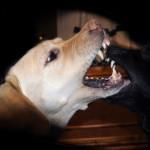 mal aliento en los perros