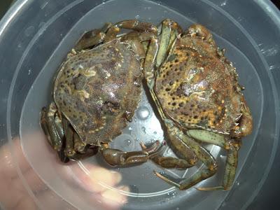 Guiso de Alubias con Cangrejo de Mar y Níscalos