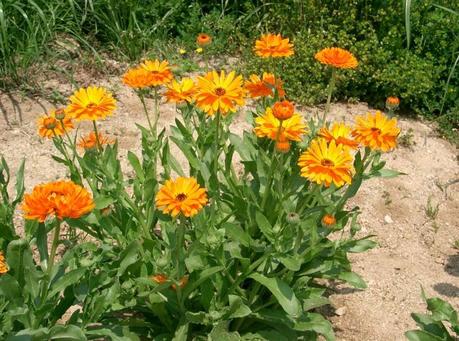 Aceite de caléndula para masaje: hazlo tú mismo