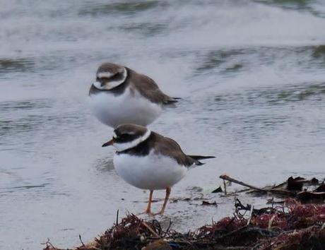 Chorlitejos y vuelvepiedras