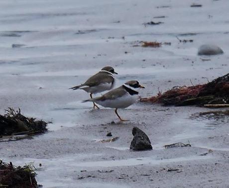 Chorlitejos y vuelvepiedras