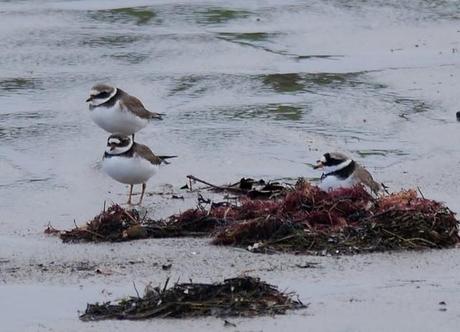 Chorlitejos y vuelvepiedras