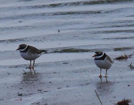Chorlitejos y vuelvepiedras