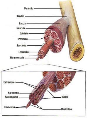 El impacto de Proteínas en el cuerpo