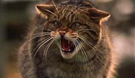 Los gatos salvajes escoceses podrían extinguirse en tan sólo unos meses