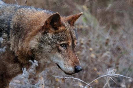 soñar con lobos,pesadilla lobos,atacar,perseguir,lobos morder