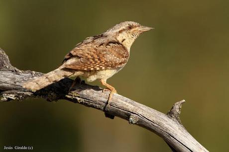 TORCECUELLOS (JYNX TORQUILLA)
