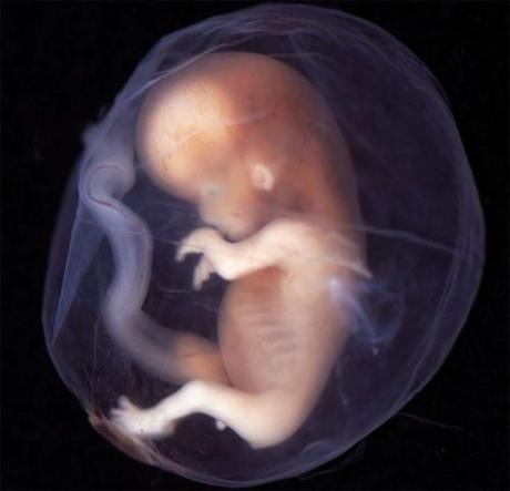 La ley del aborto aumenta la natalidad