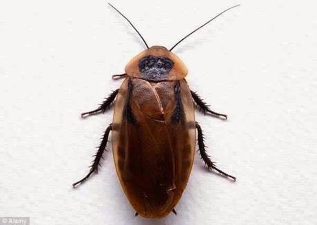 Las 9 cosas más extrañas sacadas de los oídos. Las 9 cosas más extrañas sacadas de los oídos.