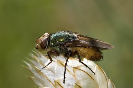 Rhyncomyia felina (Fabricius, 1794)