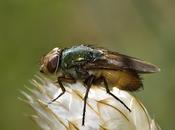 Rhyncomyia felina (Fabricius, 1794)