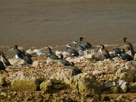 Cormoranes ya con galas nupciales