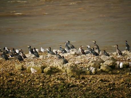 Cormoranes ya con galas nupciales