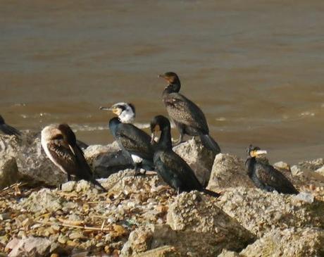 Cormoranes ya con galas nupciales