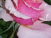 rosa para ti...
