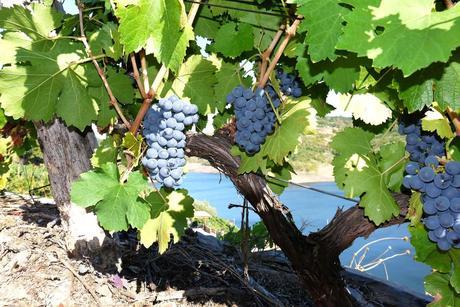 Vinos 