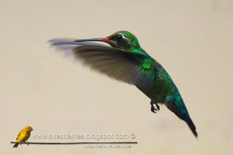 Picaflor común (Glittering-bellied Emerald) Chlorostilbon lucidus