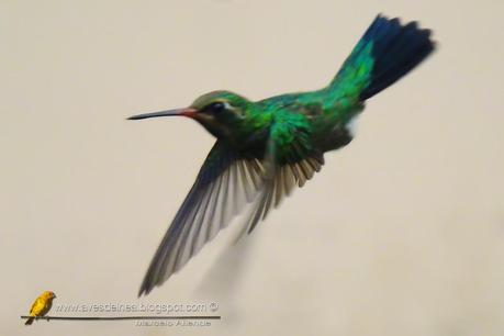 Picaflor común (Glittering-bellied Emerald) Chlorostilbon lucidus