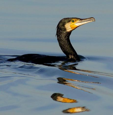 PATRIMONIO DE LAREDO