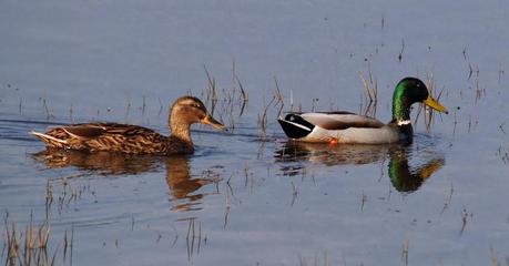 PATRIMONIO DE LAREDO