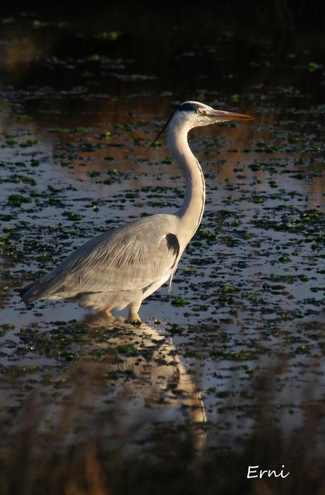 PATRIMONIO DE LAREDO