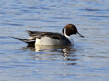 PATRIMONIO DE LAREDO