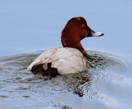 PATRIMONIO DE LAREDO