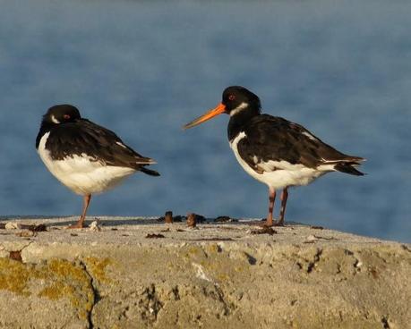 PATRIMONIO DE LAREDO
