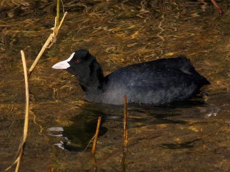 PATRIMONIO DE LAREDO